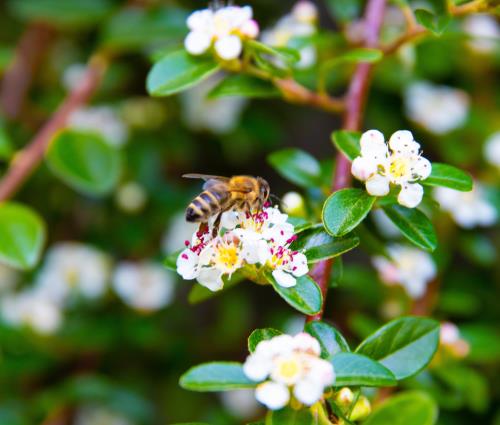 Surval Blog: World Bee Day